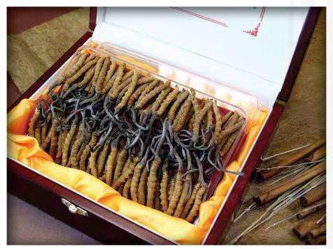 嘉黎冬虫夏草回收